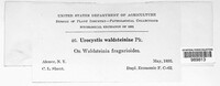 Ustacystis waldsteiniae image